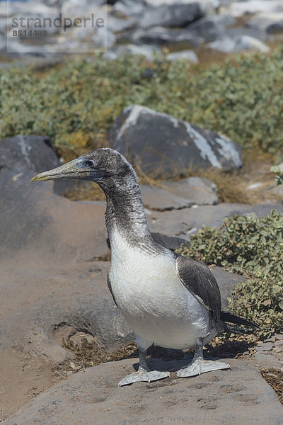 Nazca Booby (Sula granti)  Jungvogel  Insel Española  Galapagos  Ecuador