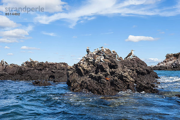 Galapagos-Blaufußtölpel (Sula nebouxii excisa)  Elisabeth Bay  Insel Isabela  Galapagos  Ecuador