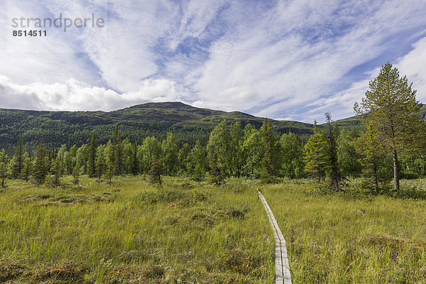 Plankenweg über Sumpfwiese  Norrbottens län  Schweden