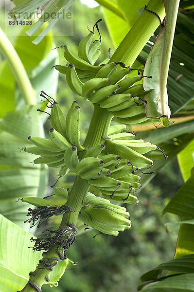 Bananenstaude in Plantage  Kuba