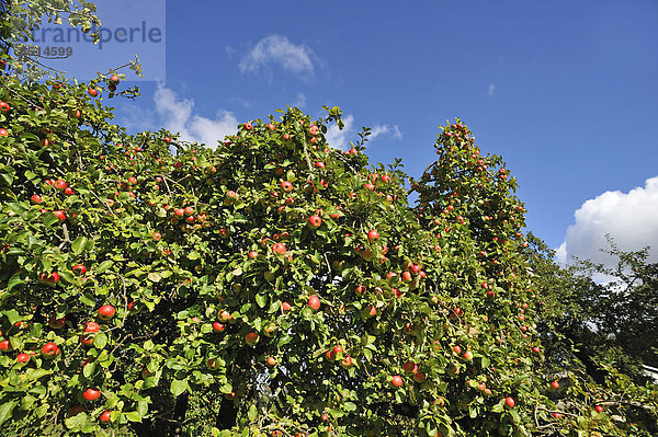 Reife Äpfel (Malus) am Baum  Mecklenburg-Vorpommern  Deutschland