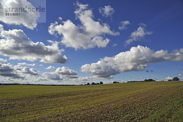 Acker mit aufkeimendem Weizen  Wolkenhimmel  Cumulus-Wolken  Mecklenburg-Vorpommern  Deutschland