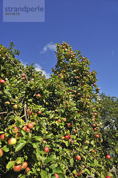 Reife Äpfel (Malus) am Baum  Mecklenburg-Vorpommern  Deutschland