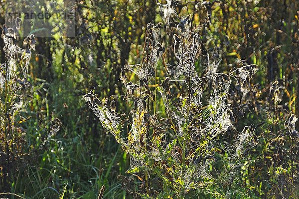 Filz-Klette (Arctium tomentosum) mit Spinnweben im Morgentau  Mecklenburg-Vorpommern  Deutschland