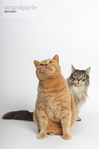 Zwei Katzen  Britisch Kurzhaar Kater und dahinter Maine-Coon-Katze