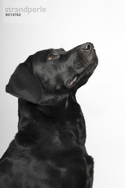Schwarzer Labrador Retriever  Rüde  Porträt