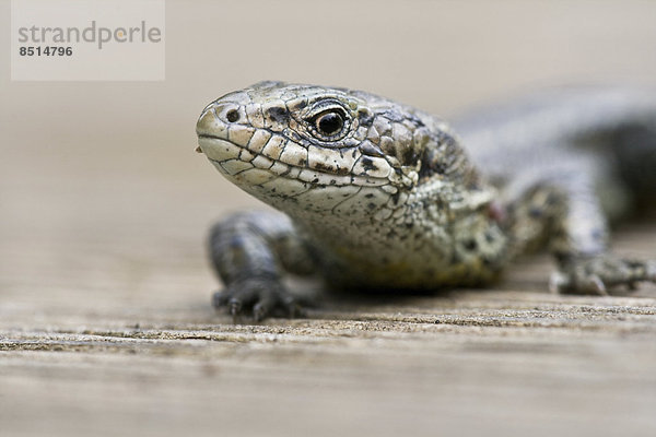 Zauneidechse (Lacerta agilis)  Nordhessen  Hessen  Deutschland