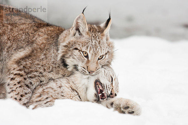 Zwei spielende Luchse (Lynx lynx) im Schnee  Tierpark Sababurg  Nordhessen  Hessen  Deutschland