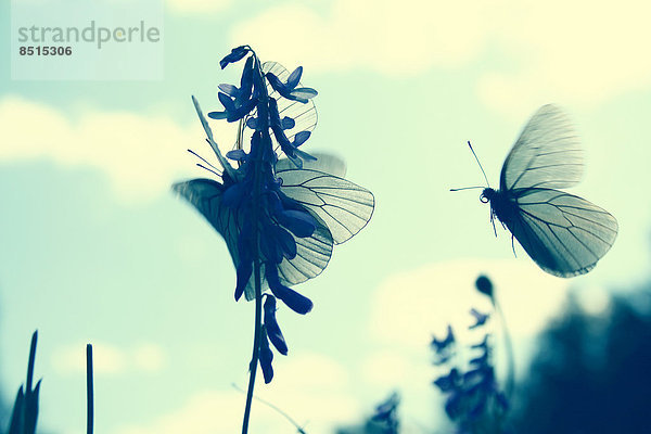 Blume  Schmetterling  landen