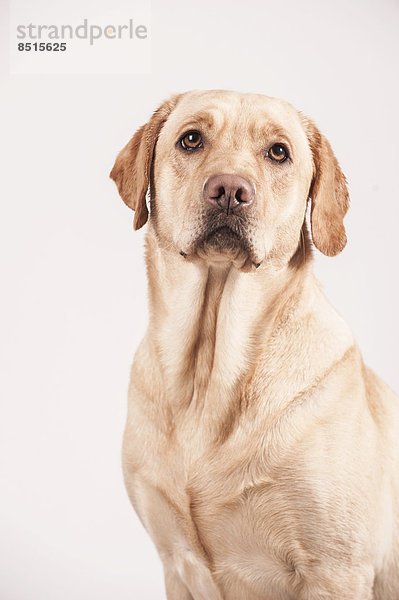 Portrait Labrador Retriever