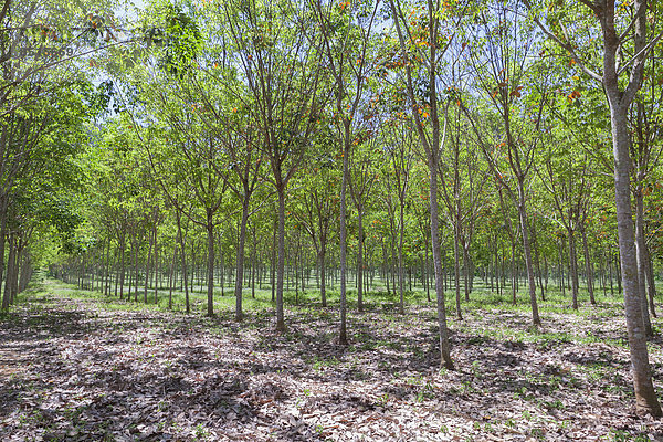 Gummibaum-Plantage  Süd-Thailand