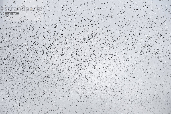 Stare (Sturnus vulgaris)  große Schar am Himmel  Sammlung vor dem Flug zum Schlafplatz  Gretna  Schottland  Großbritannien