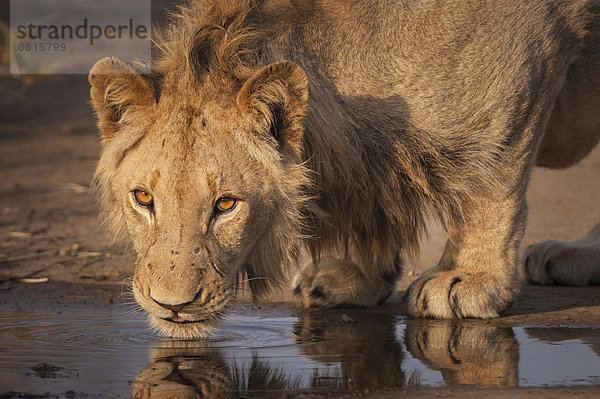 Trinkender Löwe (Panthera leo)  Kgalagadi-Transfrontier-Park  Northern Province  Südafrika