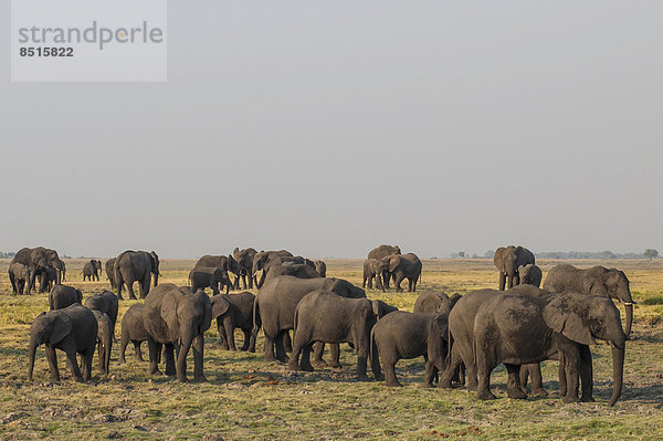 Afrikanische Elefanten (Loxodonta africana)  Chobe Waterfront  Chobe-Nationalpark  Botswana