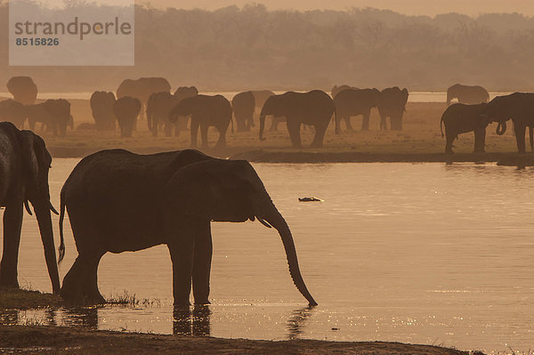 Afrikanische Elefanten (Loxodonta africana)  Chobe Waterfront  Chobe-Nationalpark  Botswana