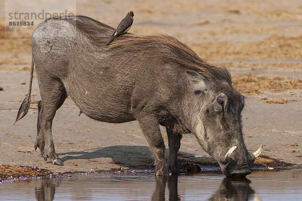 Warzenschwein (Phacochoerus arthiopicus) mit Rotschnabel-Madenhacker (Buphagus erythrorhynchus)  Krüger-Nationalpark  Mpumalanga  Republik Südafrika