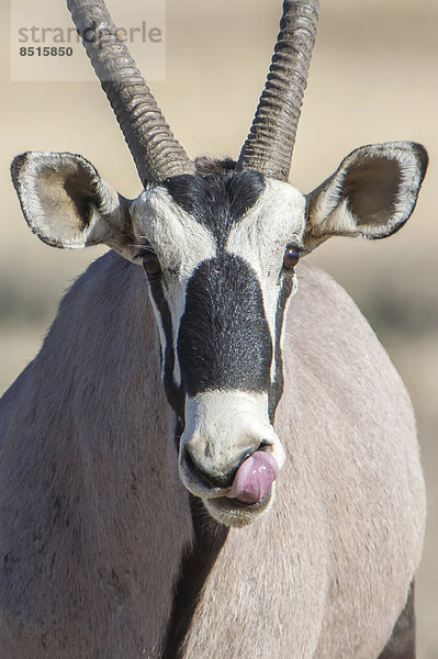 Spießbock (Oryx gazella)  Kgalagadi-Transfrontier-Nationalpark  Nordkap  Republik Südafrik