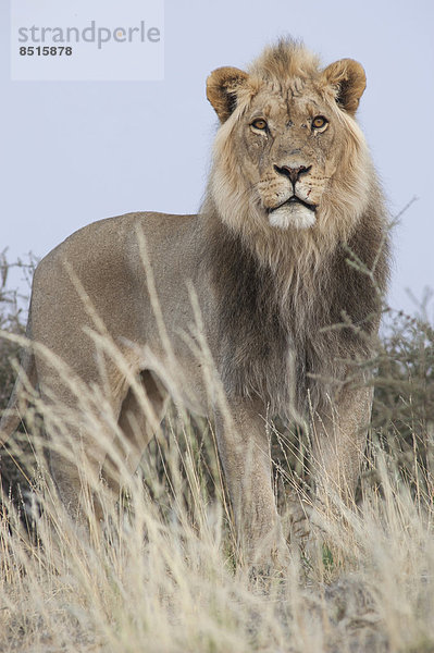 Löwe (Panthera leo)  Kgalagadi-Transfrontier-Nationalpark  Nordkap  Republik Südafrik