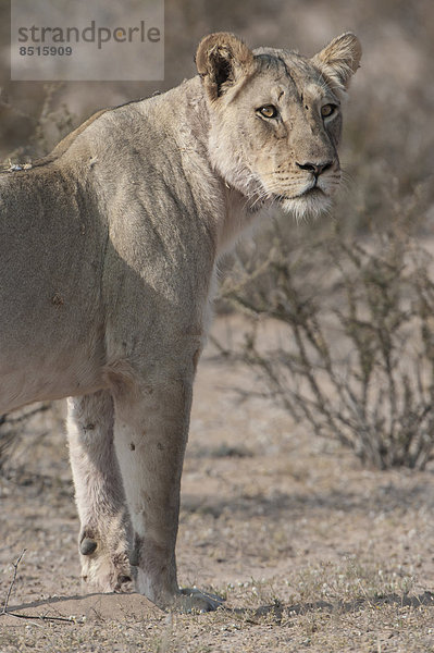 Löwe (Panthera leo)  Kgalagadi-Transfrontier-Nationalpark  Nordkap  Republik Südafrik