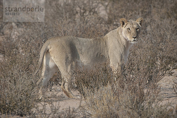 Löwe (Panthera leo)  Kgalagadi-Transfrontier-Nationalpark  Nordkap  Republik Südafrik