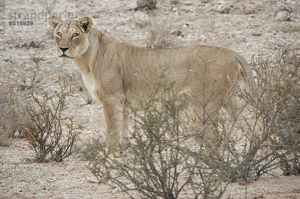 Löwe (Panthera leo)  Kgalagadi-Transfrontier-Nationalpark  Nordkap  Republik Südafrik