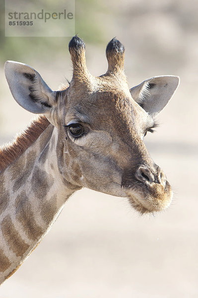 Giraffe (Giraffa camelopardalis)  Kgalagadi-Transfrontier-Nationalpark  Nordkap  Republik Südafrik