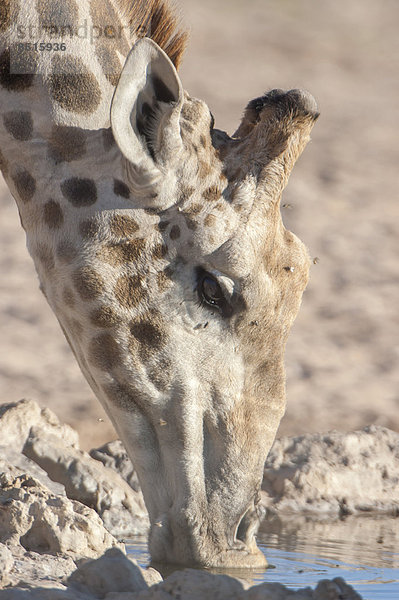Eine Giraffe (Giraffa camelopardalis) trinkt an einem Wasserloch  Kgalagadi-Transfrontier-Nationalpark  Nordkap  Republik Südafrik