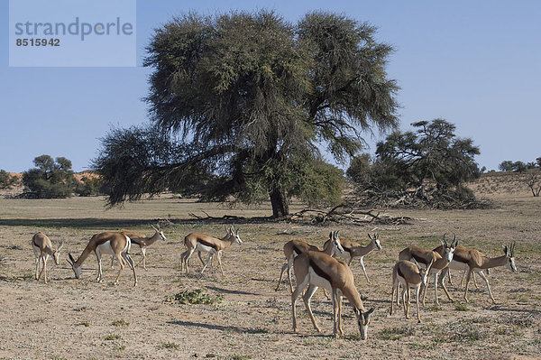 Eine Herde Springböcke (Antidorcas marsupialis) im Nossob-Tal  Nossob  Kgalagadi-Transfrontier-Nationalpark  Nordkap  Republik Südafrik