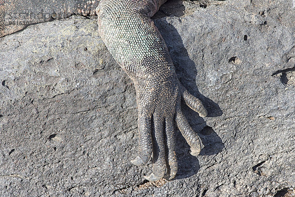 Meerechse (Amblyrhynchus hassi cristatus)  Detail of Pfote  Insel Española  Galapagos  Ecuador
