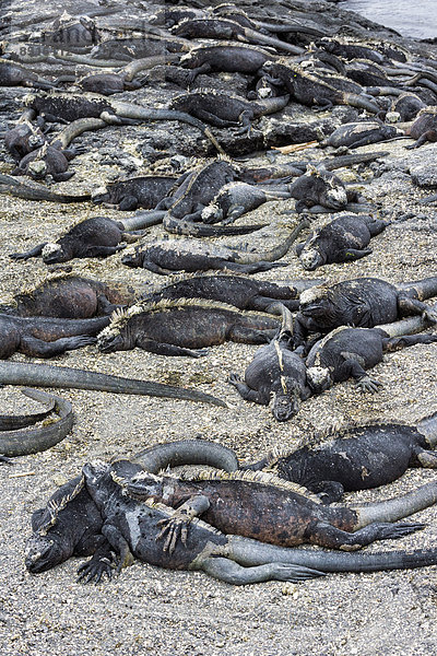 Meerechsen (Amblyrhynchus hassi cristatus)  Punta Espinoza  Insel Fernandina  Galapagos  Ecuador