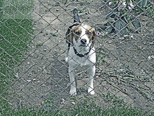 beobachten  Hund  Zaun  Verbindungselement  Verbindung