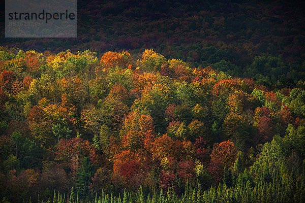 Ländliches Motiv  ländliche Motive  Baum  Landschaft  Wachstum  Herbst