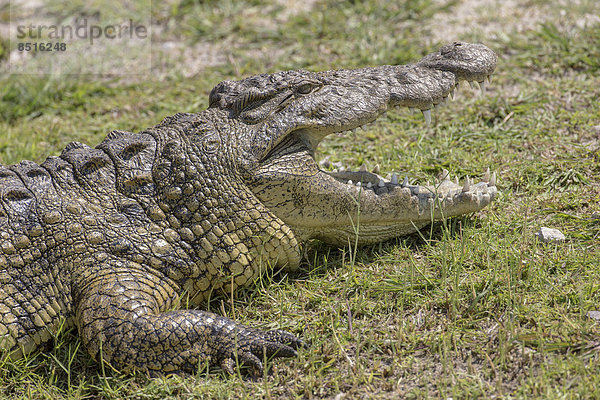Nilkrokodil (Crocodylus niloticus) am Fluss Chobe  Botswana