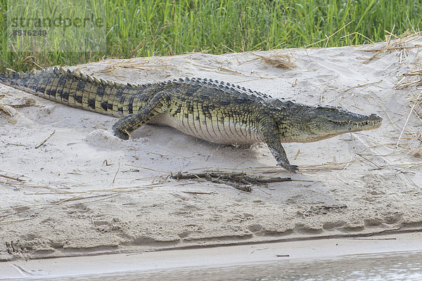 Nilkrokodil (Crocodylus niloticus) am Sambesi  im südlichen Sambia