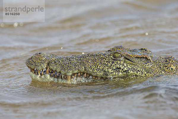 Nilkrokodil (Crocodylus niloticus)  im Sambesi  im südlichen Sambia