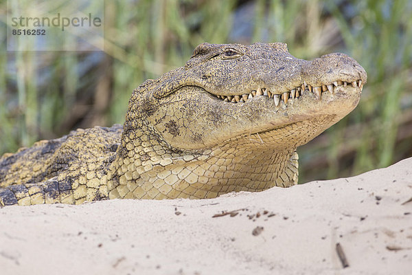 Nilkrokodil (Crocodylus niloticus) am Sambesi  im südlichen Sambia