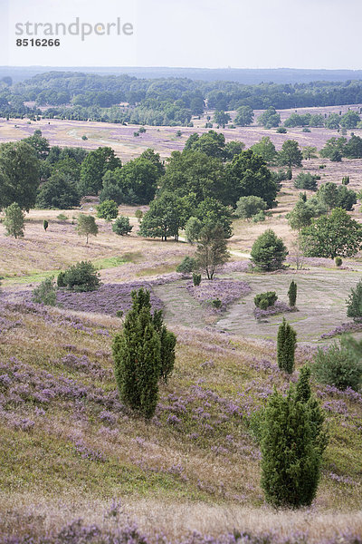 Hügelige Heidelandschaft  Lüneburger Heide  Niedersachsen  Deutschland