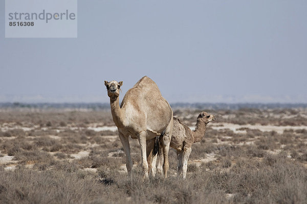 Dromedar (Camelus dromedarius) mit Jungtier  Dhofar  Oman