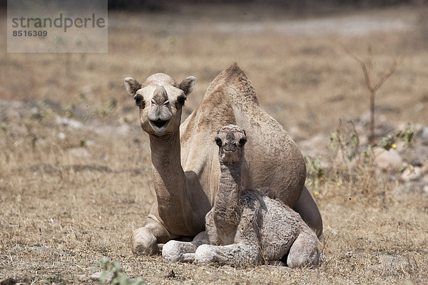 Dromedar (Camelus dromedarius) mit Jungtier  Dhofar  Oman