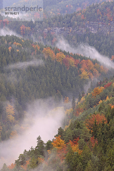 Das Kirnitzschtal im Nebel im Herbst  Elbsandsteingebirge  Sächsische Schweiz  Bad Schandau  Sachsen  Deutschland