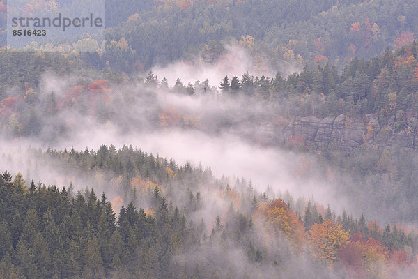 Das Kirnitzschtal im Nebel im Herbst  Elbsandsteingebirge  Sächsische Schweiz  Bad Schandau  Sachsen  Deutschland