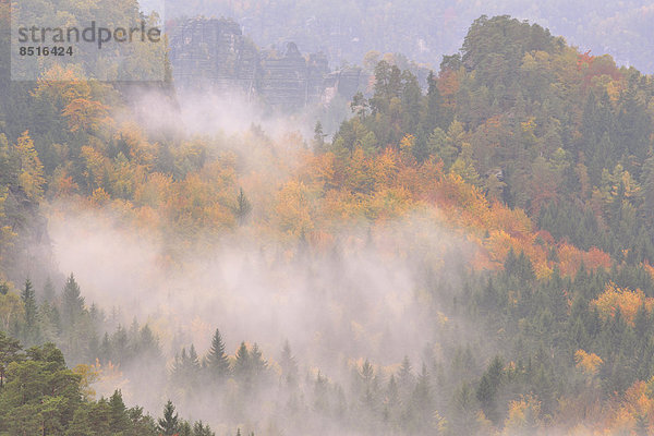 Das Kirnitzschtal im Nebel im Herbst  Elbsandsteingebirge  Sächsische Schweiz  Bad Schandau  Sachsen  Deutschland