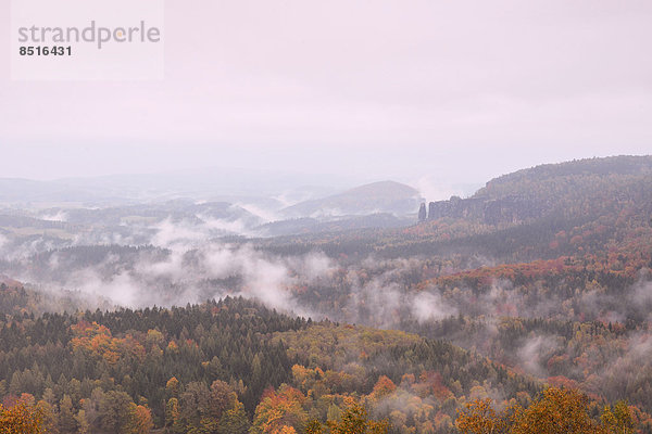 Der Nasse Grund im Nebel im Herbst  im Elbsandsteingebirge  Sächsische Schweiz  Bad Schandau  Sachsen  Deutschland
