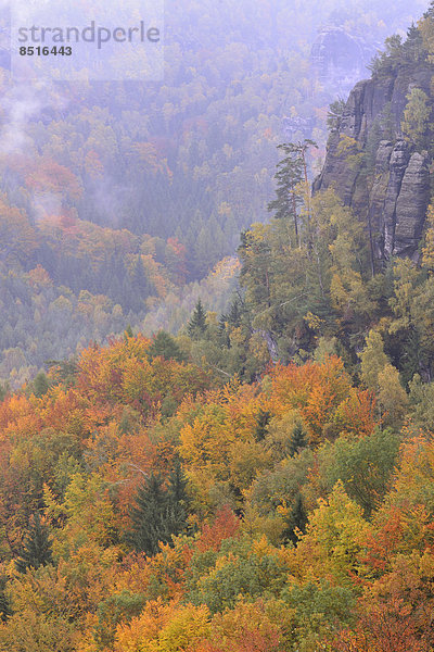 Wald im Nassen Grund im Nebel im Herbst  im Elbsandsteingebirge  Sächsische Schweiz  Bad Schandau  Sachsen  Deutschland