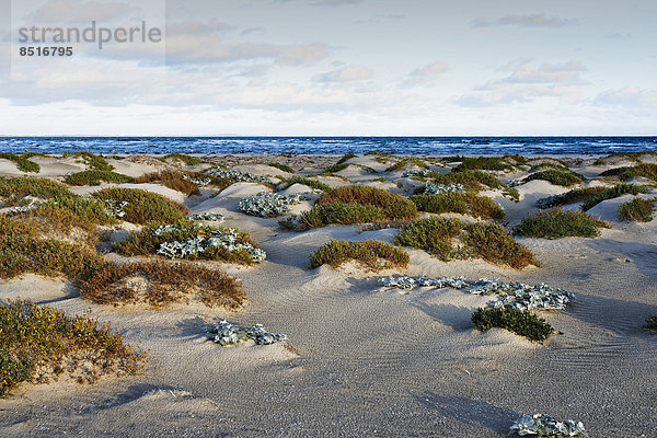 Sanddünen an der Küste  Augusta  Western Australia  Australien