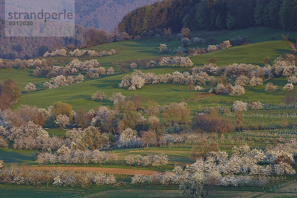 Kirschblüte im Eggener Tal  Obereggenen  Schliengen  Baden-Württemberg  Deutschland