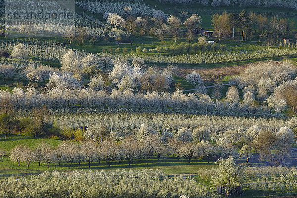 Kirschblüte im Eggener Tal  Obereggenen  Schliengen  Baden-Württemberg  Deutschland