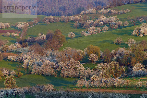 Kirschblüte im Eggener Tal  Obereggenen  Schliengen  Baden-Württemberg  Deutschland