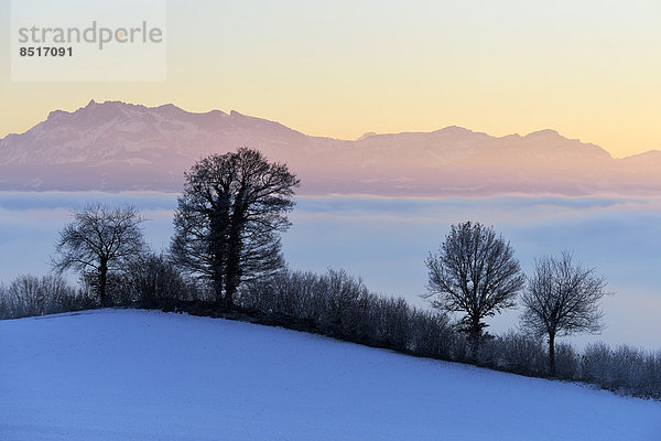 Baum über Nebel frontal Hecke glatt Schweiz