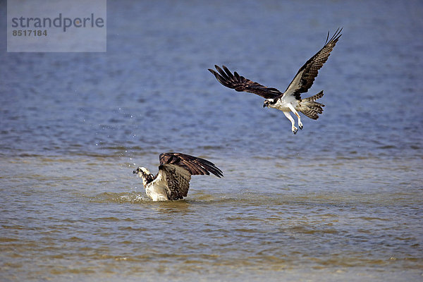 Zwei Fischadler (Pandion haliaetus carolinensis)  Paar  badend  fliegend  Sanibel Island  Florida  USA